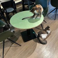  at Katzentempel - Hamburg in Hamburg