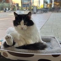   at Katzentempel - Hamburg in Hamburg