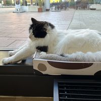   at Katzentempel - Hamburg in Hamburg