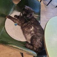  at Katzentempel - Hamburg in Hamburg