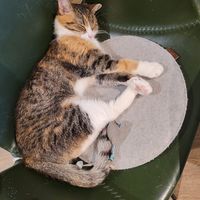  at Katzentempel - Hamburg in Hamburg