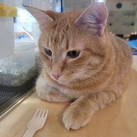  at Katzentempel - Hamburg in Hamburg