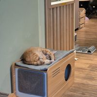  at Katzentempel - Hamburg in Hamburg