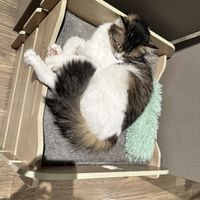   at Katzentempel - Hamburg in Hamburg