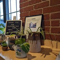 Plant game at The Coffee Loft in Marlborough