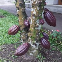 Cocoa pods at Cau Chocolates Factory & Restaurant in Tabanan