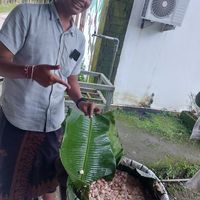 Fermenting beans at Cau Chocolates Factory & Restaurant in Tabanan