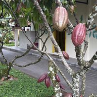   at Cau Chocolates Factory & Restaurant in Tabanan
