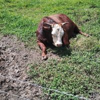  at Taboo Tiki Bar in Florianopolis
