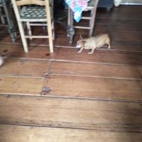 Dog belonging to owners roams around at Café do Vô Marçal e Artesanato da Vó Maria in Cambara Do Sul