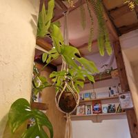 some decorations at TU CASA -Zero waste & Plant based- in Kyoto