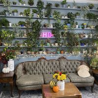 Cute plant wall  at Her Daughters in Philadelphia