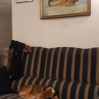 Dog of the house and painting of the dog of the house at Raket in Antwerpen