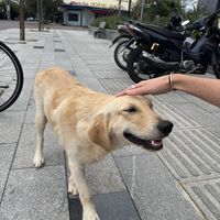   at Hoan Hỉ Vegan in Qui Nhon