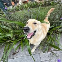   at Hoan Hỉ Vegan in Qui Nhon