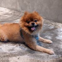 Cute dog! at Ice Gyaru - 霜淇淋專門店 in Taipei