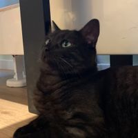 Quil die Katze  at Katzentempel - Augsburg in Augsburg