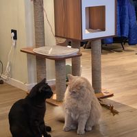   at Katzentempel - Augsburg in Augsburg