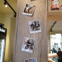 Cats at Katzentempel - Augsburg in Augsburg