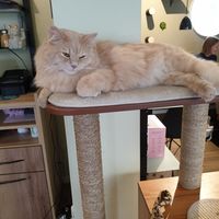 Relaxed cat at Katzentempel - Augsburg in Augsburg