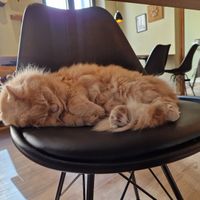 Cat at Katzentempel - Augsburg in Augsburg