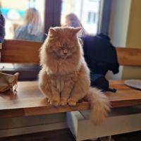 Cat at Katzentempel - Augsburg in Augsburg