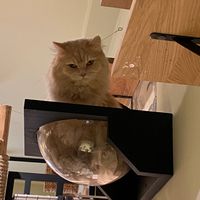  at Katzentempel - Augsburg in Augsburg