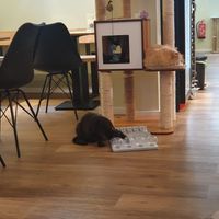 😸 at Katzentempel - Augsburg in Augsburg