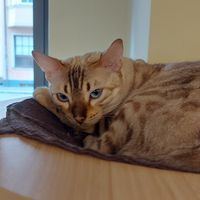  at Katzentempel - Augsburg in Augsburg