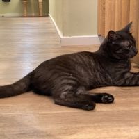 Cute cat  at Katzentempel - Augsburg in Augsburg