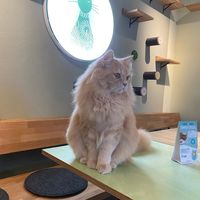 gadse  at Katzentempel - Augsburg in Augsburg