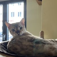 gadse  at Katzentempel - Augsburg in Augsburg