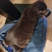  at Katzentempel - Augsburg in Augsburg