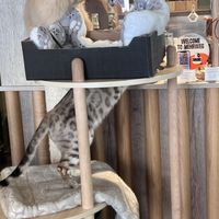   at Katzentempel - Augsburg in Augsburg