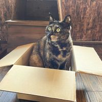 cat🐱 in box📦 at Jiyuubokuminzoku Cafe in Aomori