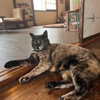 cat🐱 at Jiyuubokuminzoku Cafe in Aomori