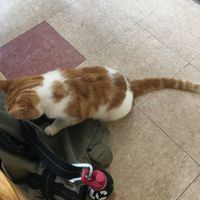 The house cat. So friendly. at Susty's Cafe in Northwood