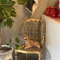 Dog is allowed in here  at Ksana 크샤나 in Busan