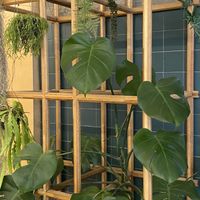 Some of the plants  at mtl cafe & bakery in Seoul