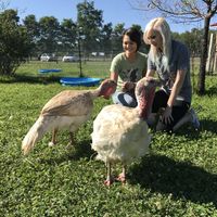 Turkeys at Woodstock Farm Sanctuary in High Falls