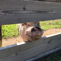 Piggy at Woodstock Farm Sanctuary in High Falls