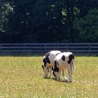 Colin & Woody when they were babies   at Woodstock Farm Sanctuary in High Falls