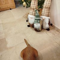 Pet friendly at NAIOH in Salou