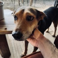 Cappuccino, le perre  at Pájaro Café Bosque in Avandaro