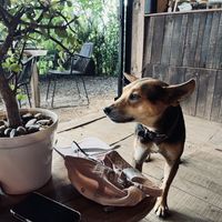 Another moment with Cappuccino, le perre  at Pájaro Café Bosque in Avandaro