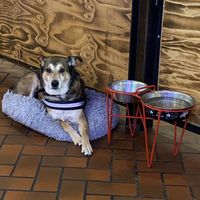 Resident service dog  at Bunzy's & Booze in Colorado Springs