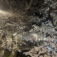 sakura outside the restaurant   at Vegan Izakaya NIJIYA 虹屋 in Kyoto