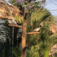 Lovely Place  at Butterfly Paradise  in Siem Reap