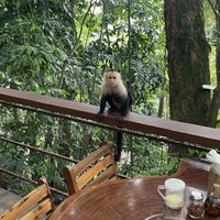 Monkey  at El Wagon in Manuel Antonio