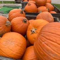 Pumpkins at Eddy's Fruit Farm in Chesterland
